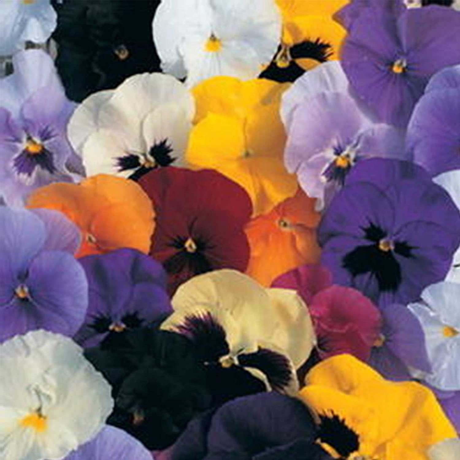 Pansy Flower Garden Seeds - Delta Premium F1 Series - Color Mix - 500 Seeds - Annual Flower Gardening Seed - Viola x wittrockiana