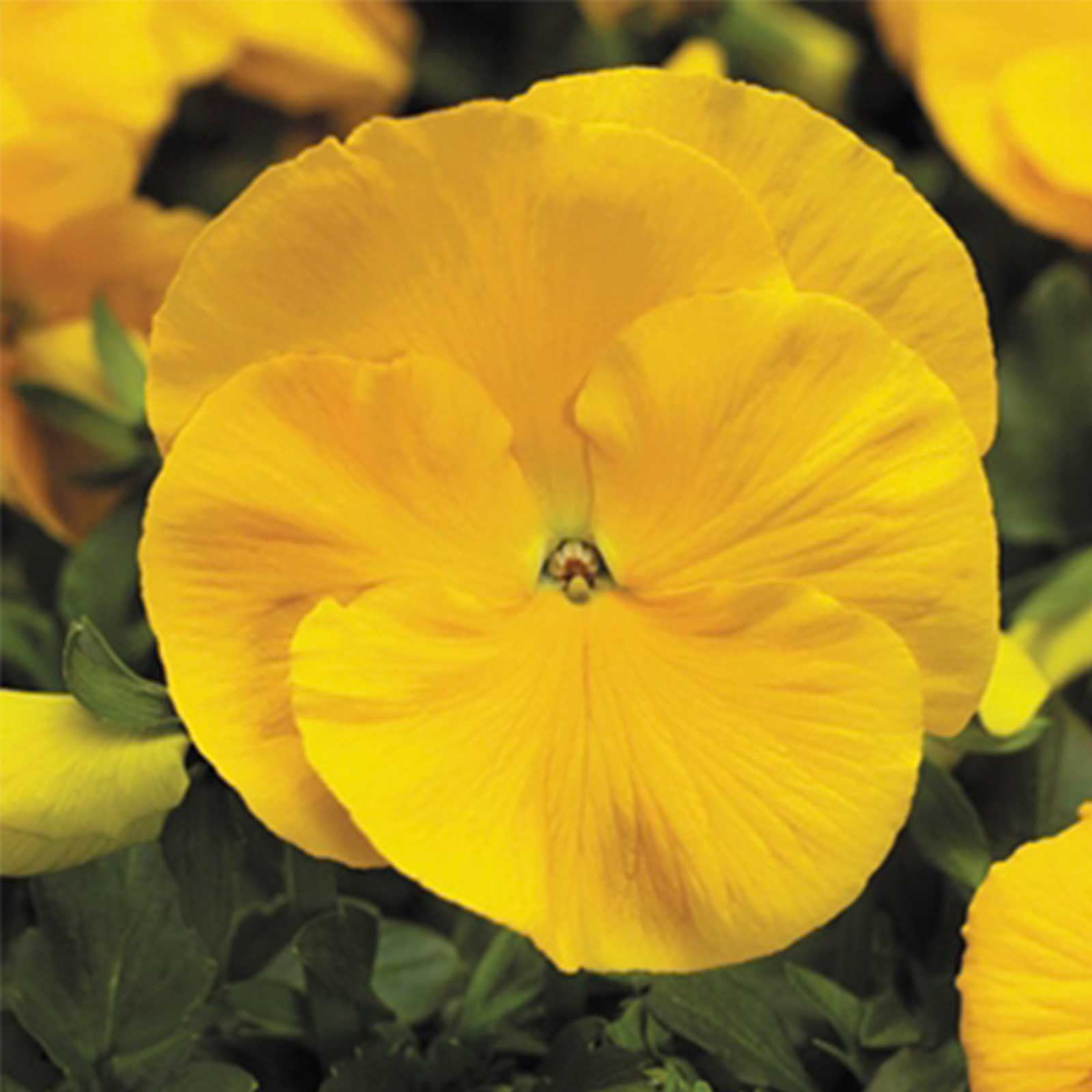 Pansy Flower Garden Seeds - Delta Premium F1 Series - Pure Golden Yellow - 500 Seeds - Annual Flower Gardening Seed - Viola x wittrockiana