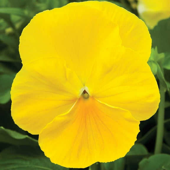 Pansy Flower Garden Seeds - Delta Premium F1 Series - Pure Lemon - 500 Seeds - Annual Flower Gardening Seed - Viola x wittrockiana