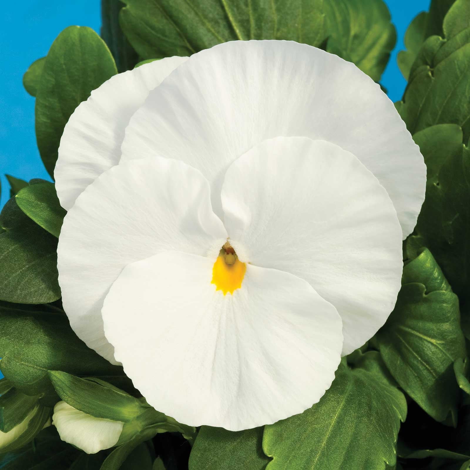Pansy Flower Garden Seeds - Delta Premium F1 Series - Pure White - 500 Seeds - Annual Flower Gardening Seed - Viola x wittrockiana