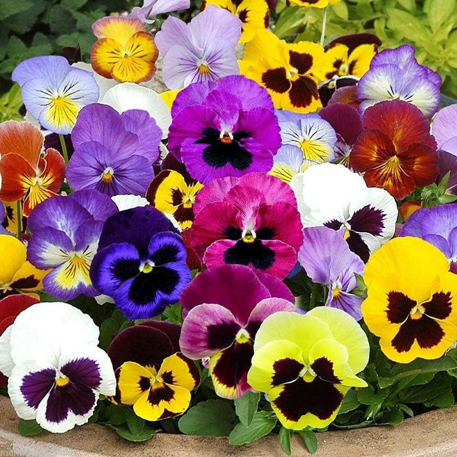 Pansy Seeds Swiss Giants Mix Packet Purple/Yellow/White Flower