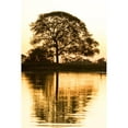 thumbnail image 1 of Pantanal Mato Grosso Brazil. Tree silhouette in early evening next to a river. Poster Print by Janet Horton, 1 of 3