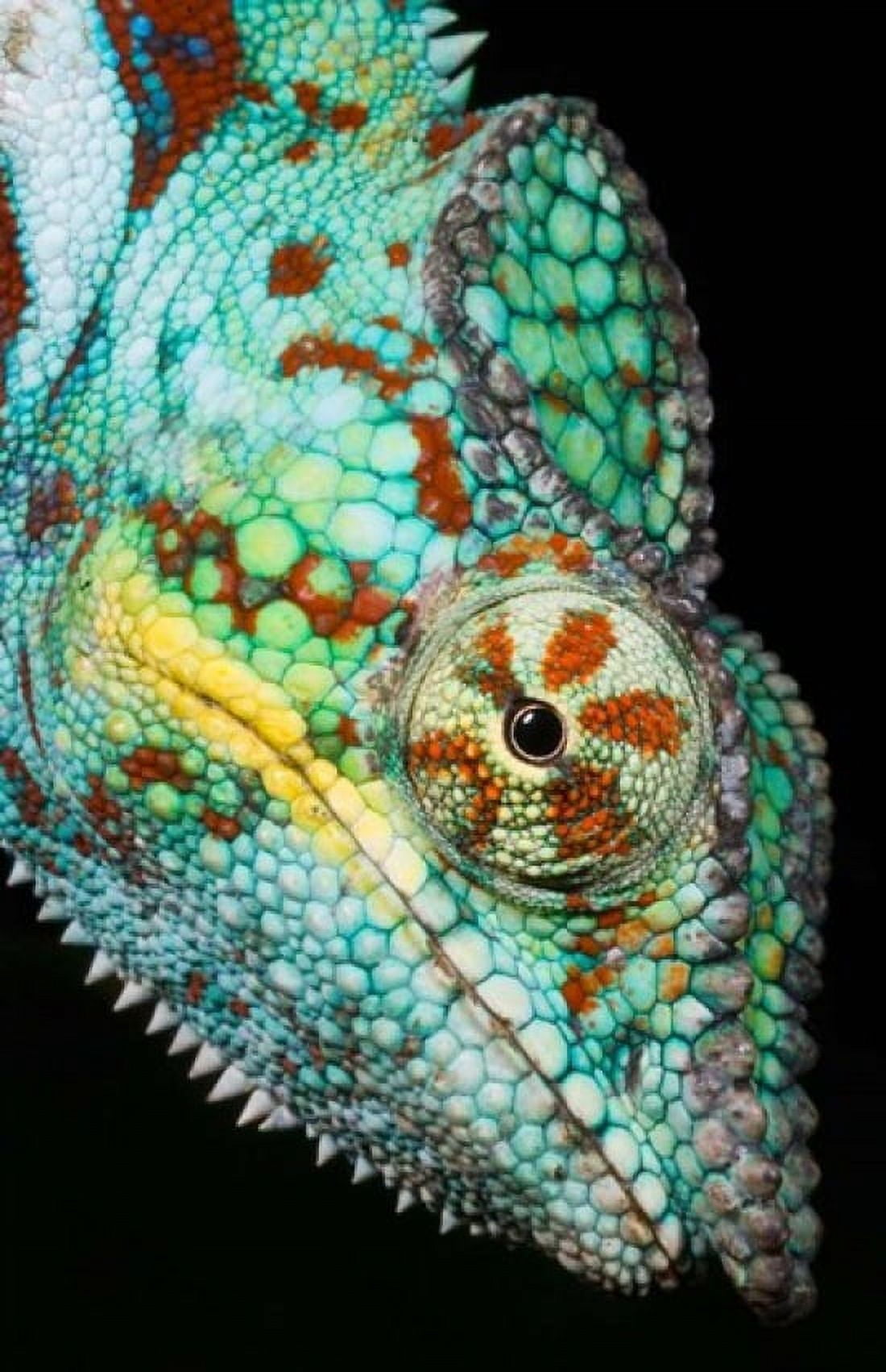 Panther Chameleon Western Madagascar Canvas Art - Kevin Schafer DanitaDelimont (22 x 34)