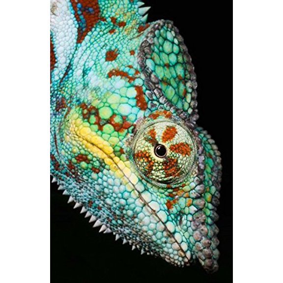 Panther Chameleon Western Madagascar Poster Print by Kevin Schafer (22 x 34)