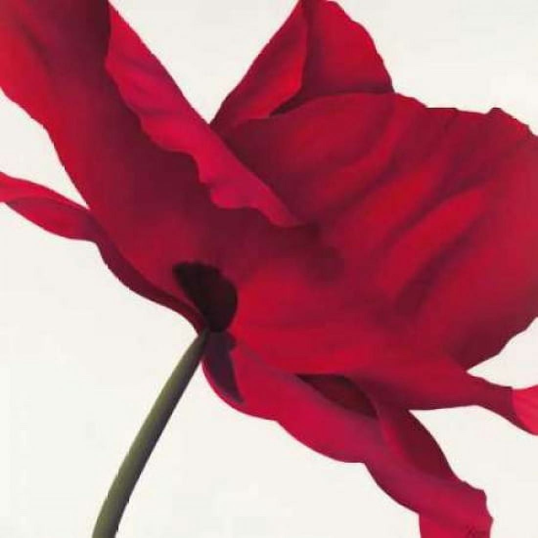 Papaver I Canvas Art - Yvonne Poelstra-Holzhaus (24 x 24)