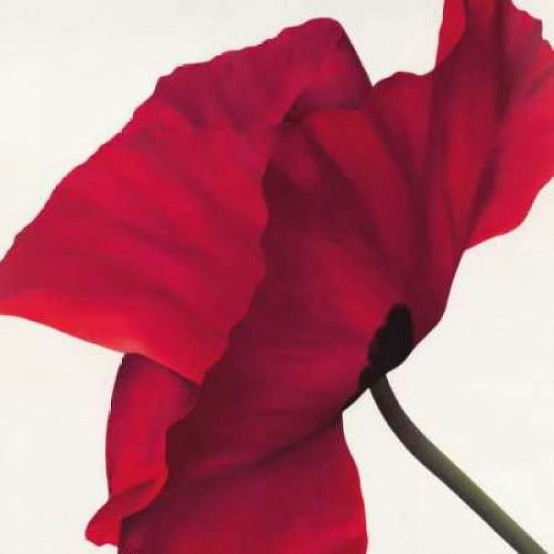 Papaver II Canvas Art - Yvonne Poelstra-Holzhaus (24 x 24)