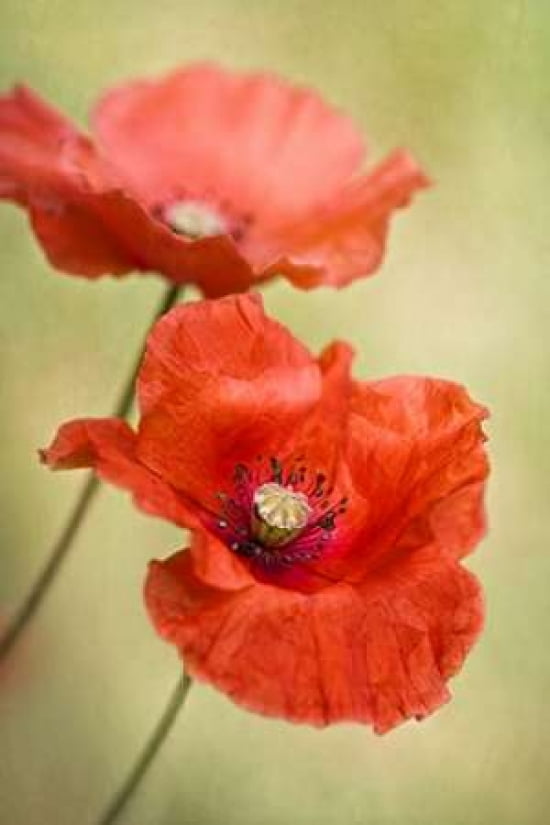 Papaver Passion Canvas Art - Mandy Disher (24 x 36)