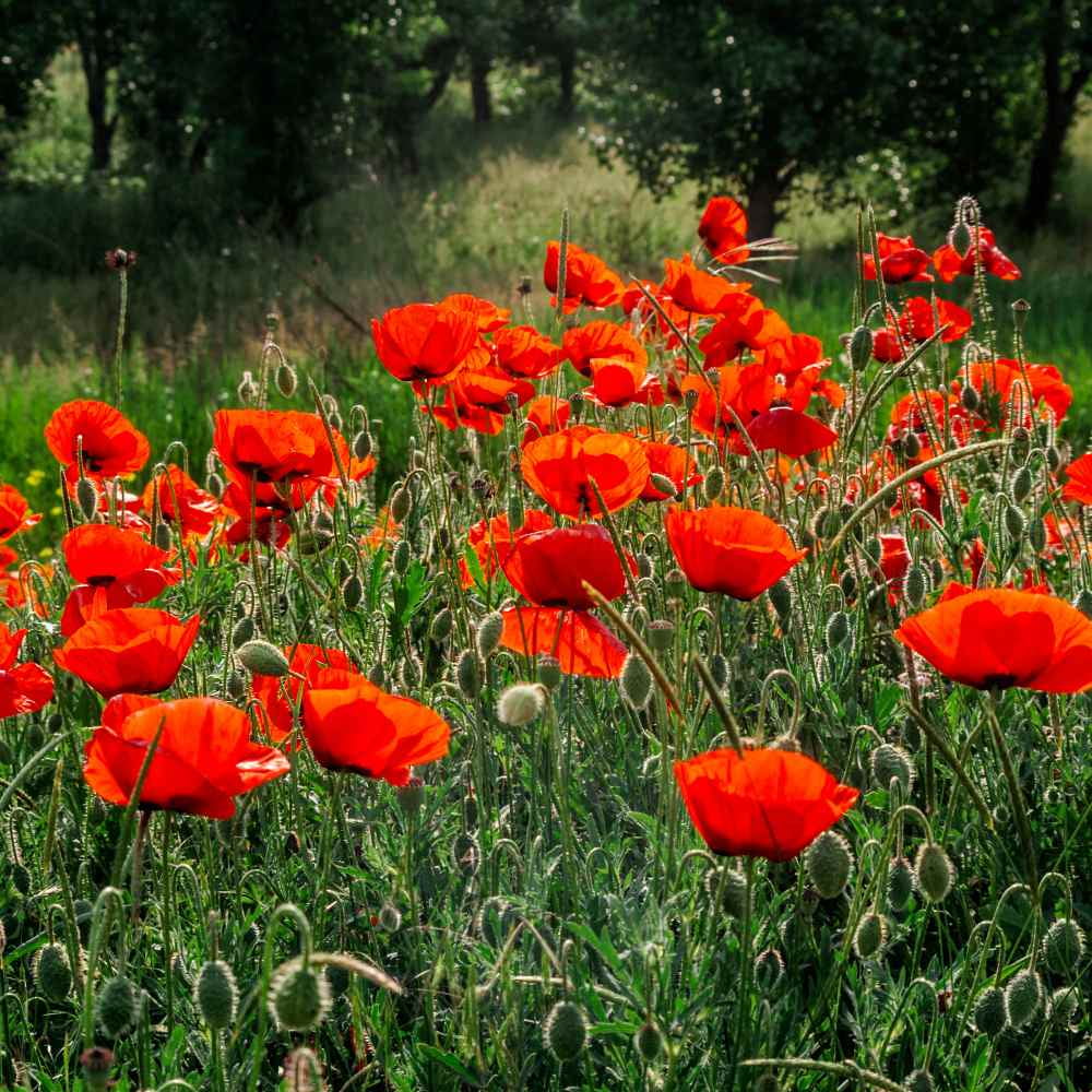 Papaver Rhoeas Drought Tolerant Corn Poppy Wild Flowers - 5 LBS