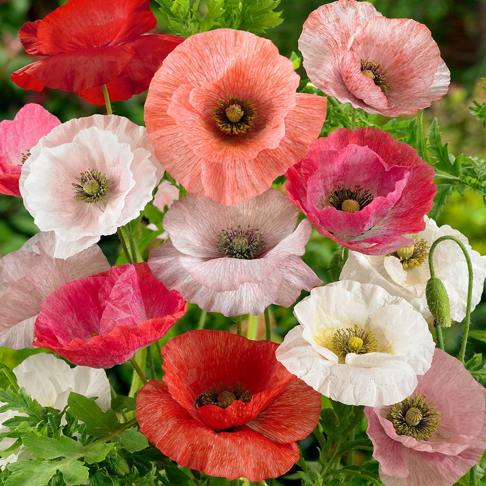 Papaver Rhoeas Mother of Pearl Poppy Flower Seed Mixture - 1000 Seeds