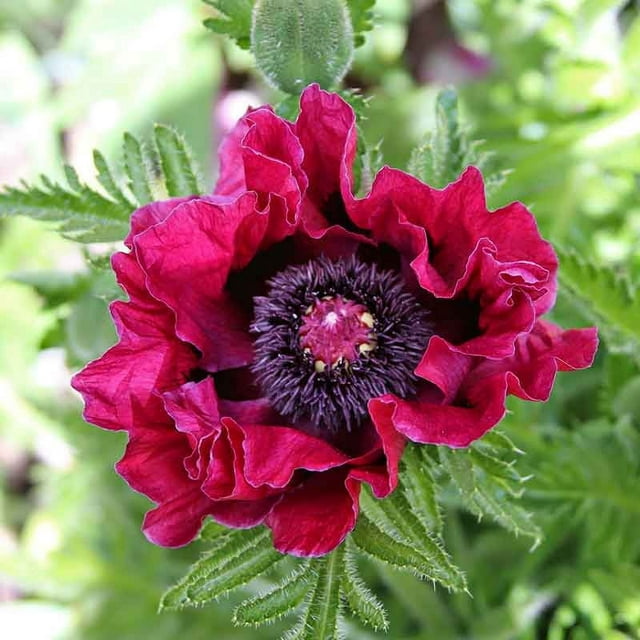 Papaver orientale Roots - Harlem - 10 Roots - Red Flower Bulbs,  Root  Attracts Butterflies, Attracts Pollinators, Easy to Grow & Maintain, Container Garden