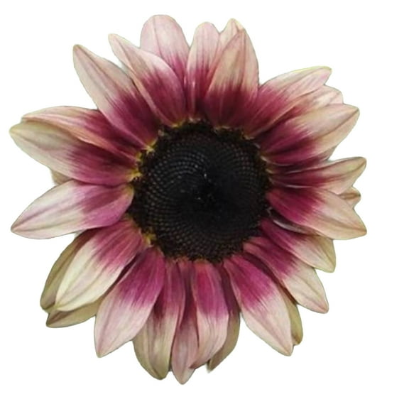 Papaw's Garden Supply Pro Cut Plum Sunflower Seed 20 CT