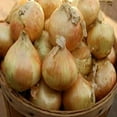 thumbnail image 1 of Onion Candy Seeds, 1 of 5