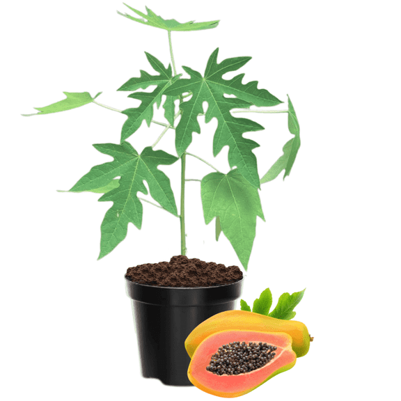 Papaya Plant Live, 5-10 Inch Tall, Sweet Edible Tree, Suitable for Gardens, Patios, and Outdoor Spaces