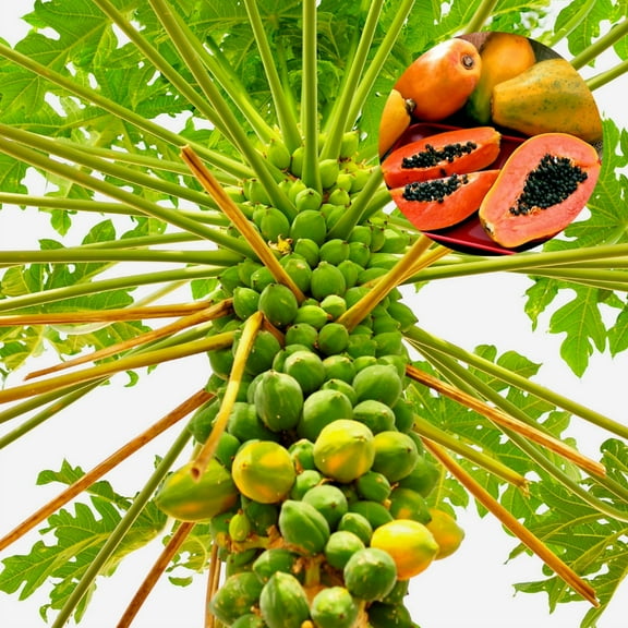 Papaya Plant Live, 5-8" Tall Tropical Fruit Tree Starter, Well Rooted Papaya Tree for Garden Planting
