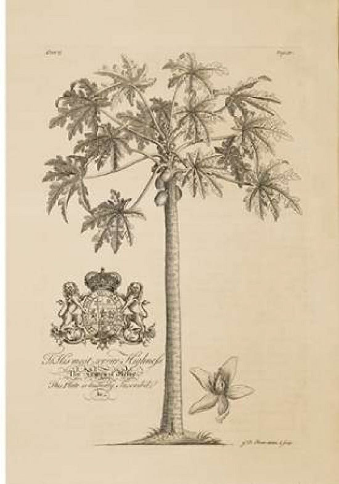 Papaya Tree Canvas Art - Georg Ehret (20 x 28)
