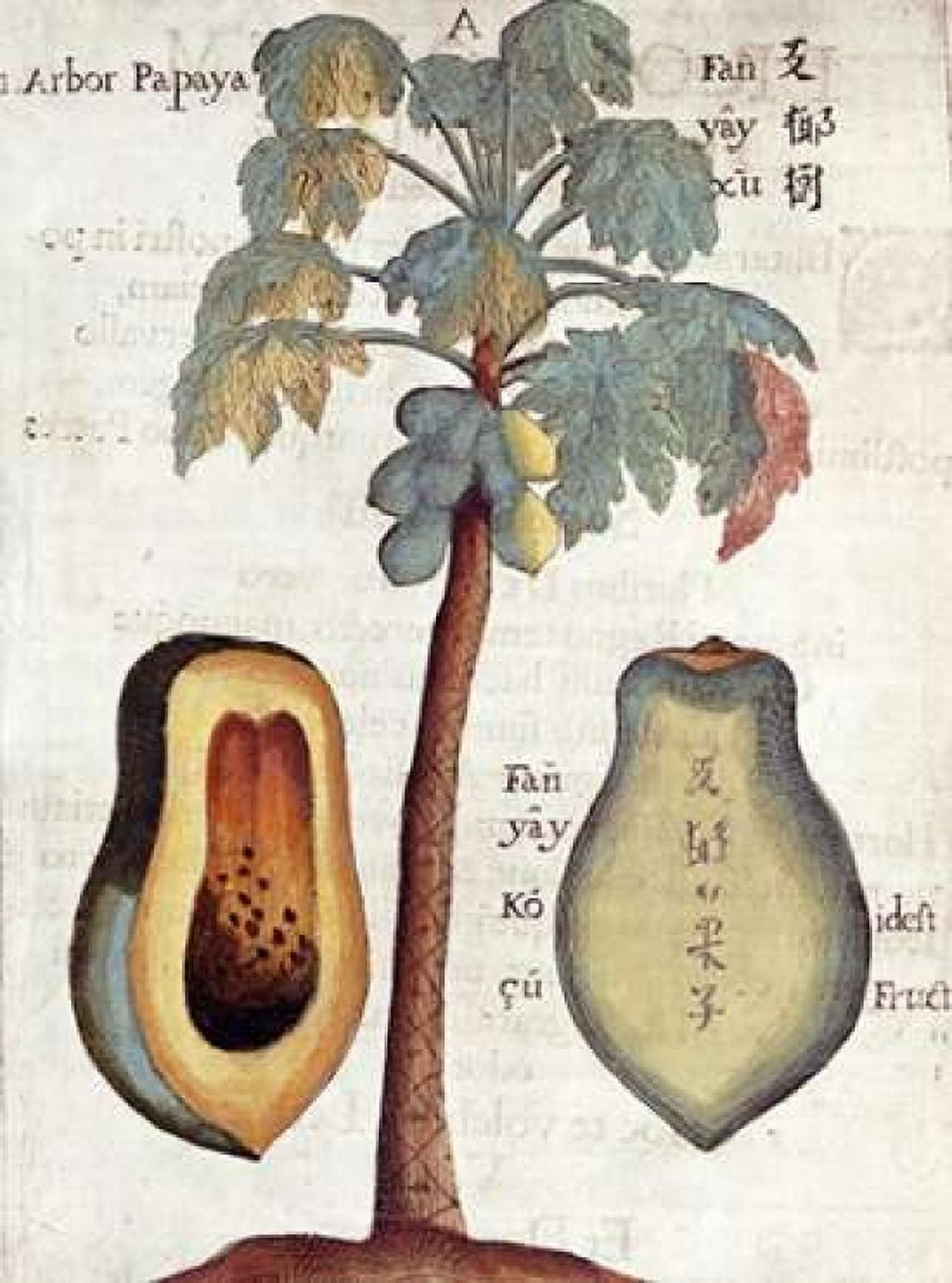 Papaya Tree Canvas Art - Michael Boym (18 x 24)