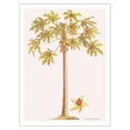 thumbnail image 1 of Papaya Tree (Carica papaya L.) - Vintage Botanical Illustration by Georg Dionysius Ehret c.1700s - Fine Art Matte Paper Print (Unframed) 24x32in, 1 of 4