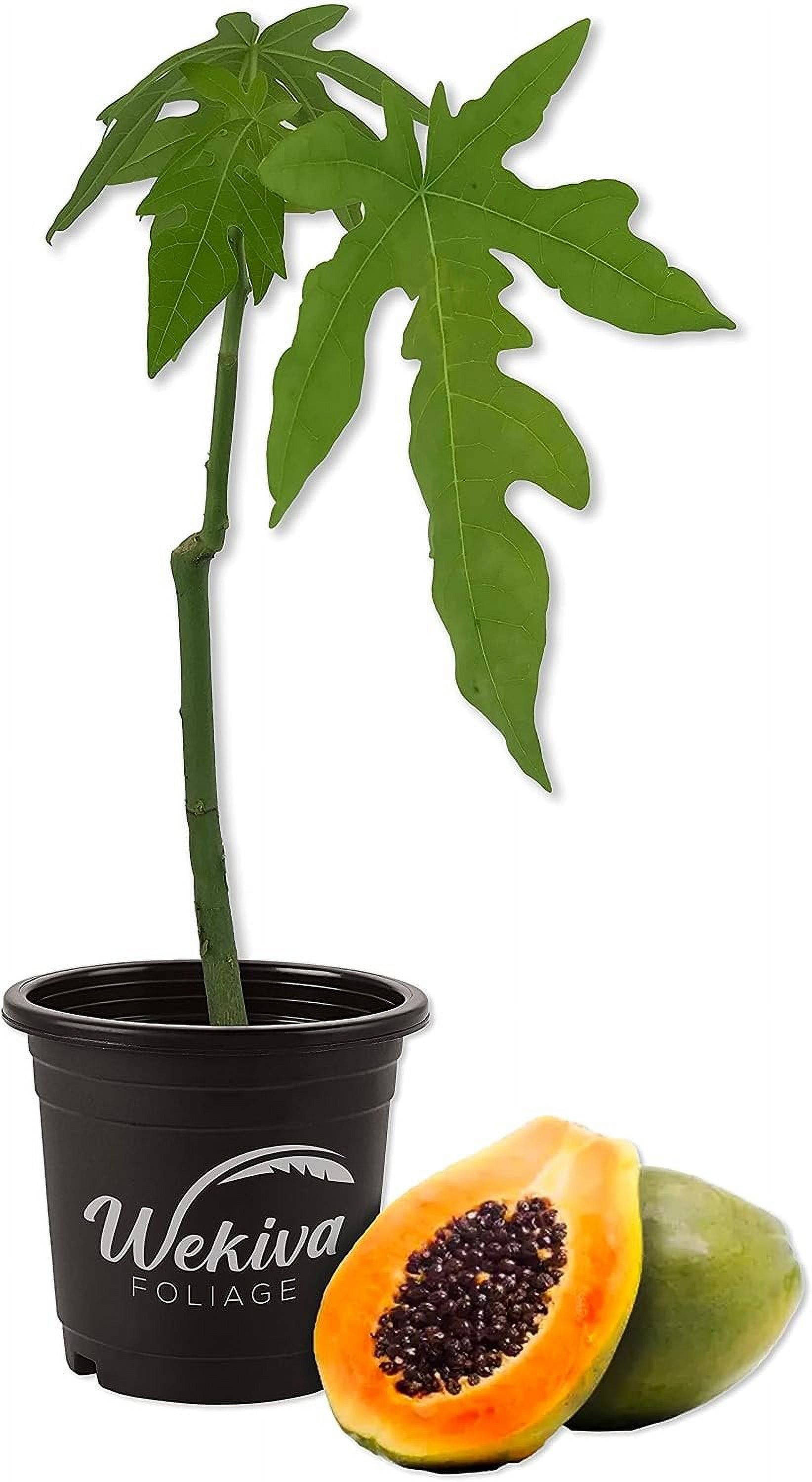 45ft Fuyu Persimmon Edible Fruit Heat Tolerant