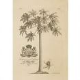 thumbnail image 1 of Papaya Tree Poster Print by Georg Ehret, 1 of 2