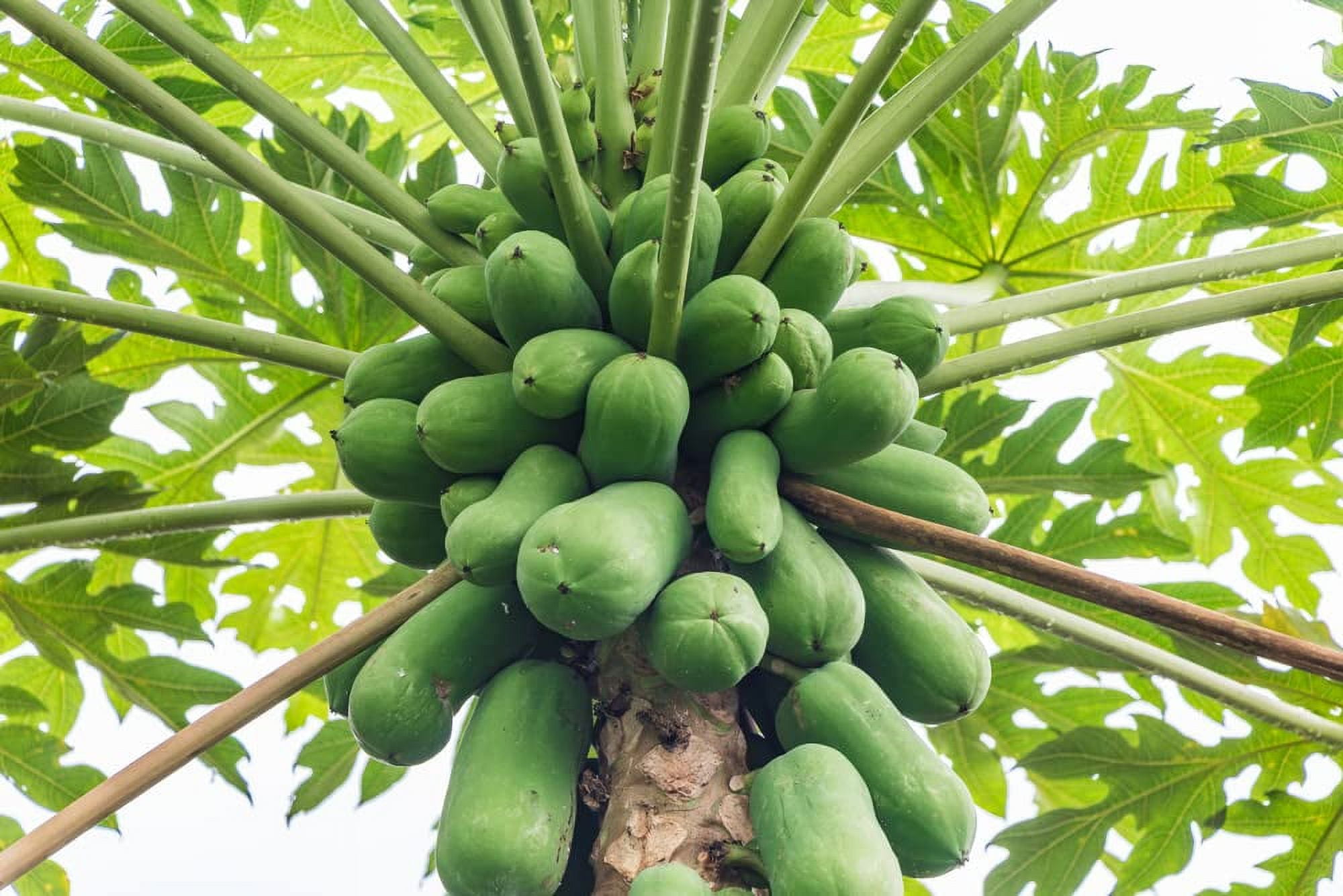 asplenium nidus birds nest fern Asplenium nidus (Assorted Birds Nest Fern) – The Plant Lady SF main image 1