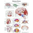 thumbnail image 1 of Paper Anatomical Charts - Brain - 1 Each / Each - 12-4600P, 1 of 1