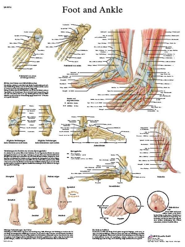 Paper Anatomical Charts - Foot & Ankle - 1 Each / Each - 12-4608P