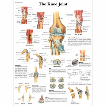 Paper Anatomical Charts - Knee Joint - 1 Each / Each - 12-4611P