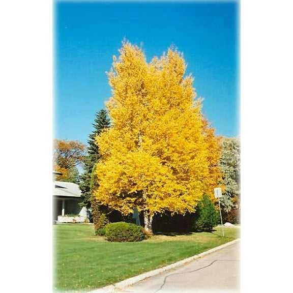 Paper Birch, Betula papyrifera, Tree Seeds (Fast, Hardy, Fall Color) (50)