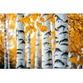 thumbnail image 1 of Paper Birch Tree Seedlings for Planting - Betula papyrifera - Stunning White Bark (1 Seedling), 1 of 2