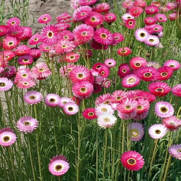 Paper Daisy 500 Seeds Helipterum roseum | Bright Everlasting Blooms | Pollinator-Friendly