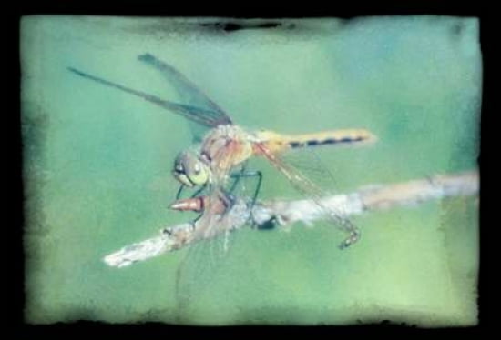 Paper Wings Canvas Art - Roberta Murray (20 x 28)