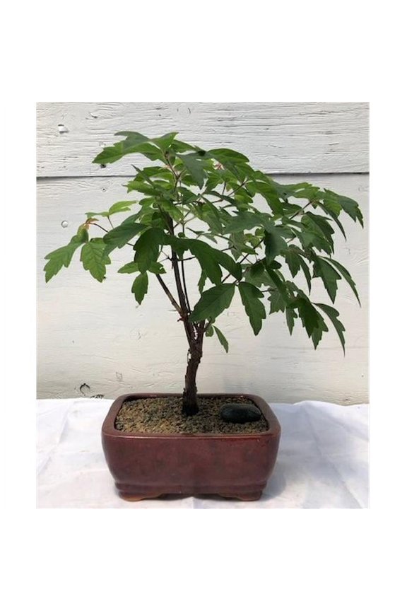 Paperbark Maple Bonsai Tree - Acer Griseum