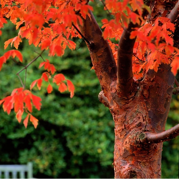CZ Grain 30 Paperbark Maple Tree Plant Seeds, Cinnamon Colored