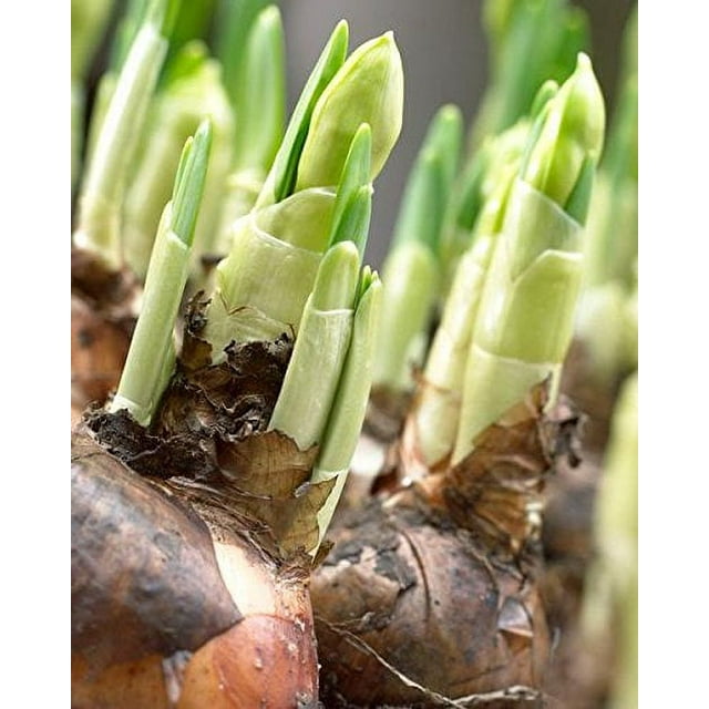 Paperwhite Bulbs, Indoor Narcissus Narcissus Tazetta, ALREADY