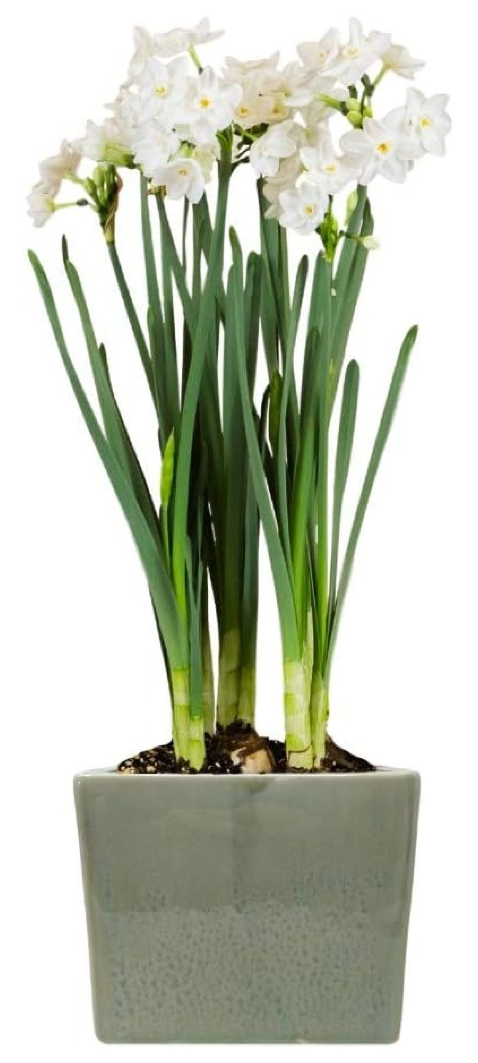 Paperwhite Flower Bulbs Planted in a Seaglass Square Gift Fragrant Narcissus Flower Bulbs for