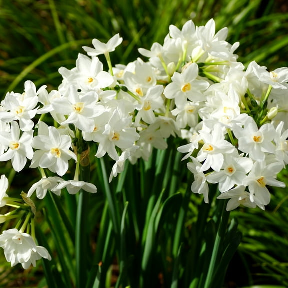 Paperwhite Fragrant Daffodils,  9 Bulbs - White Narcissus Flowers - Attracts Bees & Butterflies - Spring Blooming, Easy to Grow & Maintain
