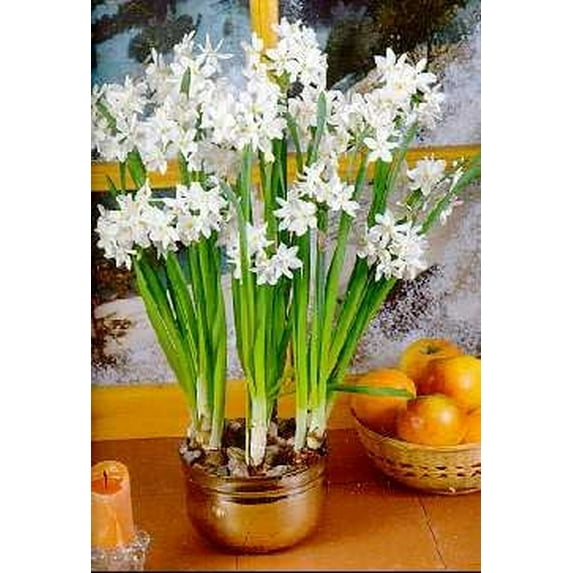 Paperwhite Narcissus 5 Bulbs - INDOORS - Very Fragrant!