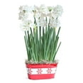 thumbnail image 1 of Paperwhite Snowflake Bulb Gift, 1 of 1