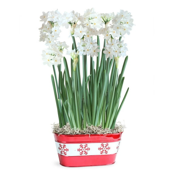 Paperwhite Snowflake Bulb Gift