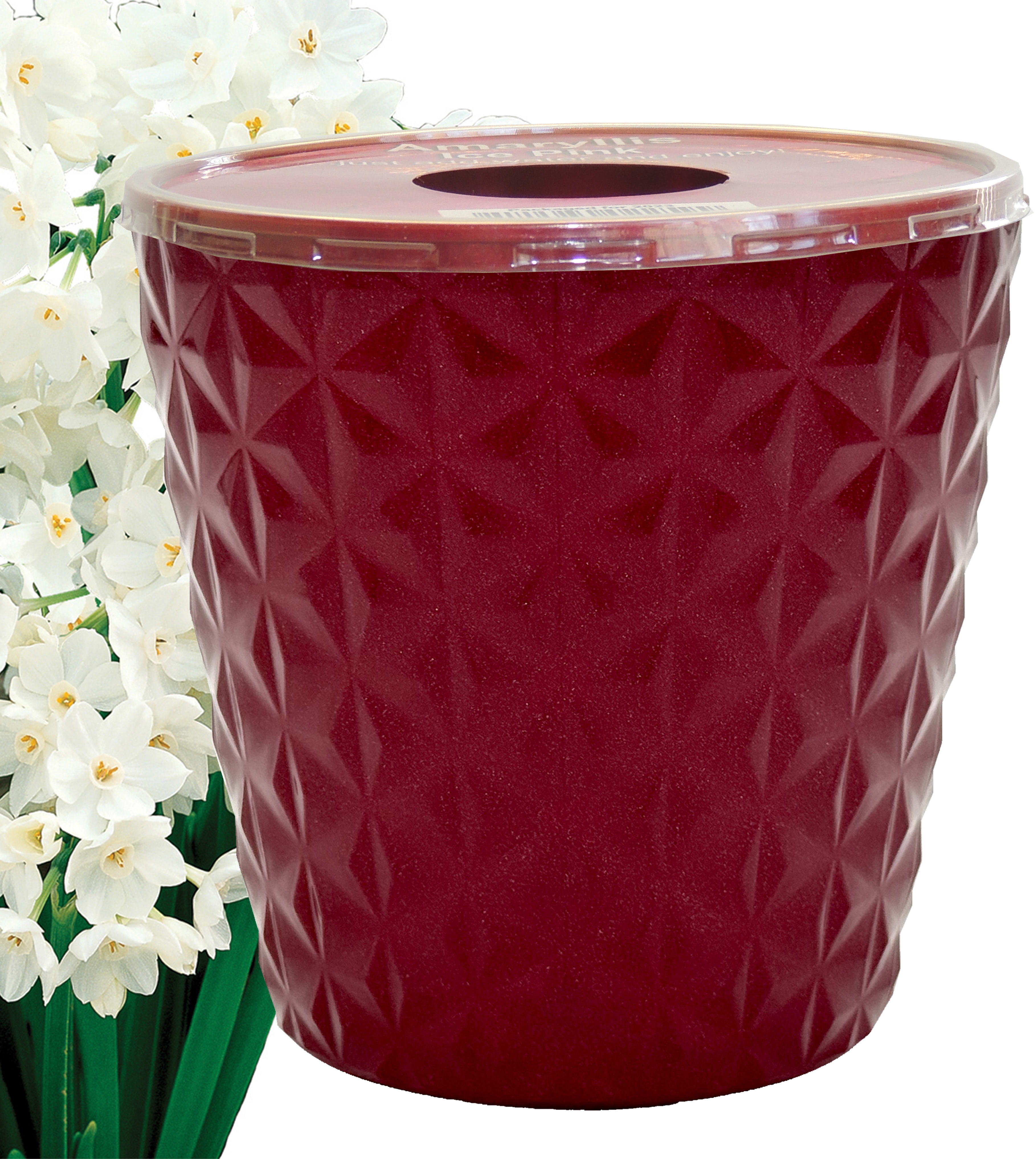EuroBlooms Paperwhite Ziva Live Plant in 6 in. Red Decorative Pot