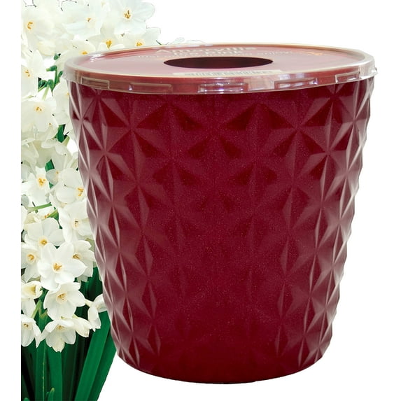 EuroBlooms Paperwhite Ziva Live Plant in 6 in. Red Decorative Pot