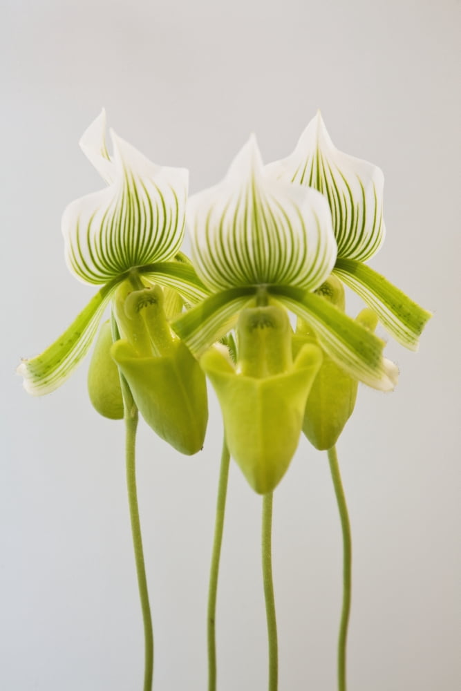 Paphiopedilum maudiae femmaVenlo holland Canvas Art - John Doornkamp Design Pics (24 x 38)
