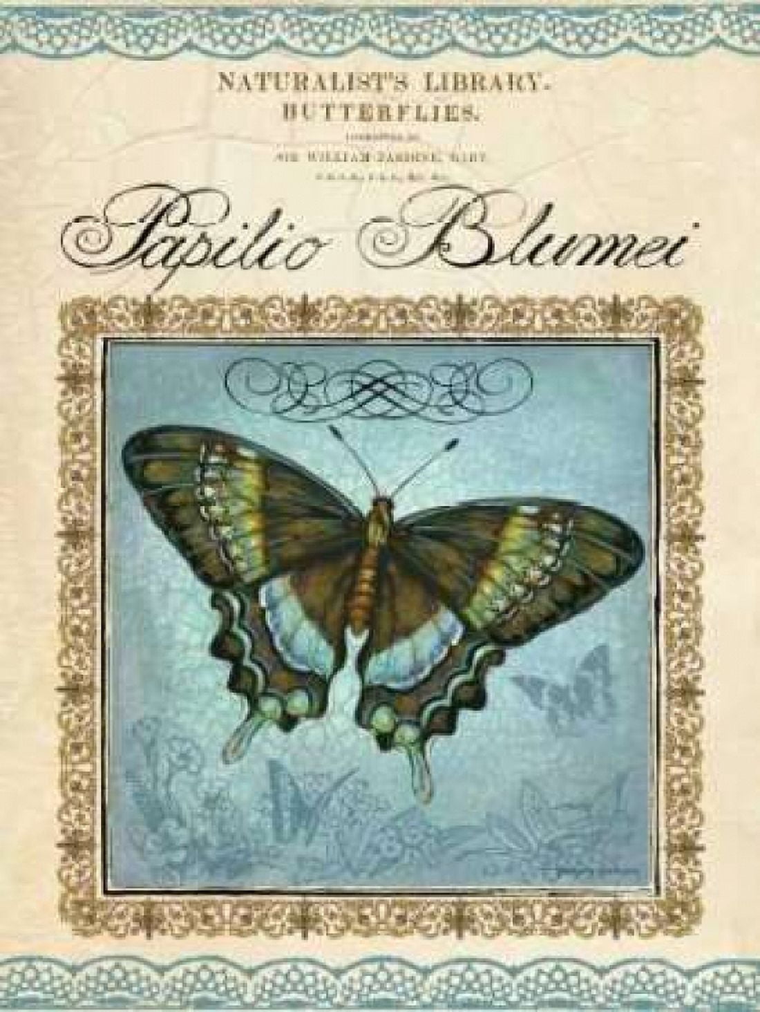 Papilio Blumei Canvas Art - Gregory Gorham (18 x 24)