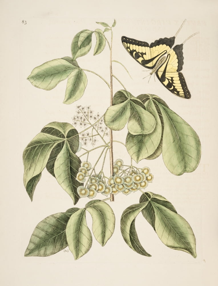 Papilio Caudatusy Canvas Art - Mark Catesby (24 x 36)