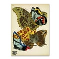 thumbnail image 1 of Papillons 15' Canvas Art by Vintage Apple Collection, 1 of 3