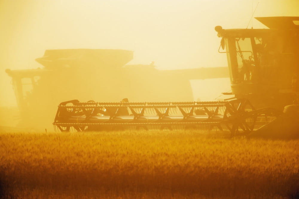 Paplow Harvesting Company custom combines a wheat field near Ray North Dakota United States of America Canvas Art - Richard Hamilton Smith Design Pics (19 x 12)