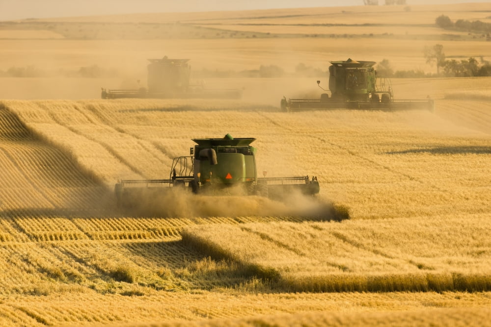 Paplow Harvesting Company custom combines a wheat field near Ray North Dakota United States of America Canvas Art - Richard Hamilton Smith Design Pics (19 x 12)