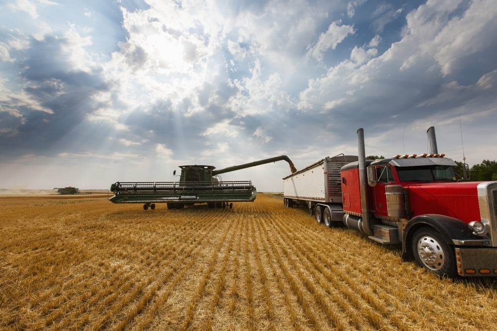 Paplow Harvesting Company custom combines a wheat field near Ray North Dakota United States of America Canvas Art - Richard Hamilton Smith Design Pics (19 x 12)