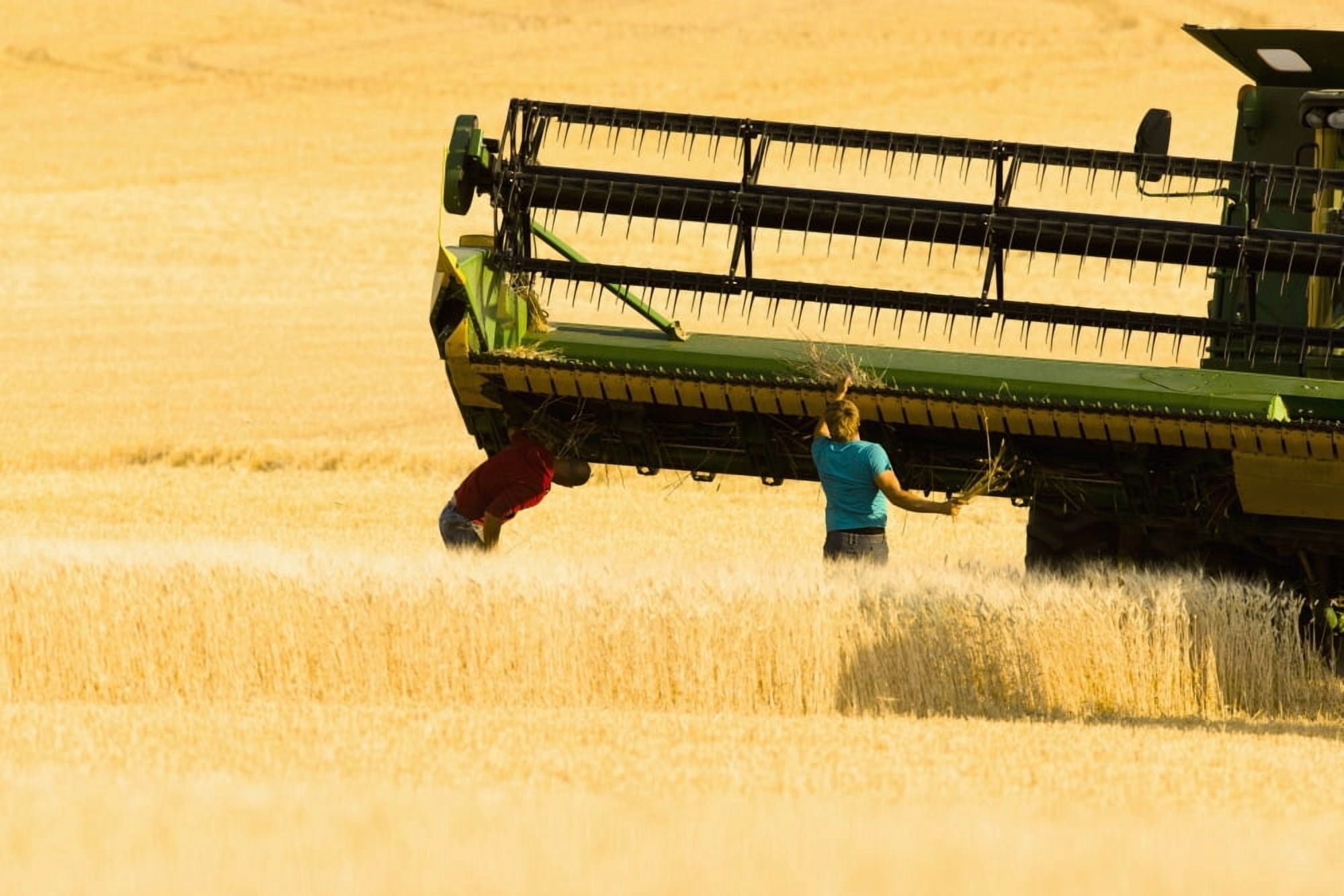 Paplow Harvesting Company custom combines a wheat field near Ray North Dakota United States of America Canvas Art - Richard Hamilton Smith Design Pics (38 x 24)
