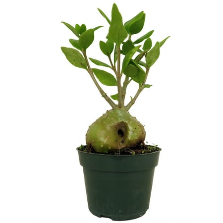 Papua Ant Farm Plant - Hydnophytum papuanum - 4" Pot